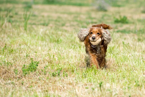 Perro cachorro feliz corriendo a usted en el fondo de agua del río —  Fotos de Stock
