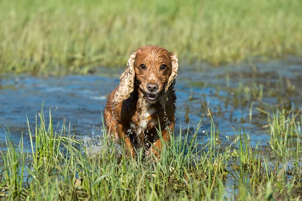 Cane cucciolo cocker spaniel giocare in acqua — Foto Stock