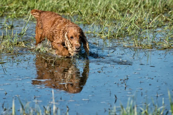 Pies szczeniak cocker spaniel bawiące się w wodzie — Zdjęcie stockowe