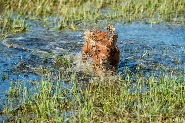 Hundevalp cocker spaniel leker i vannet – stockfoto