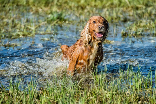 狗小狗可卡犬在水里玩 — Stockfoto