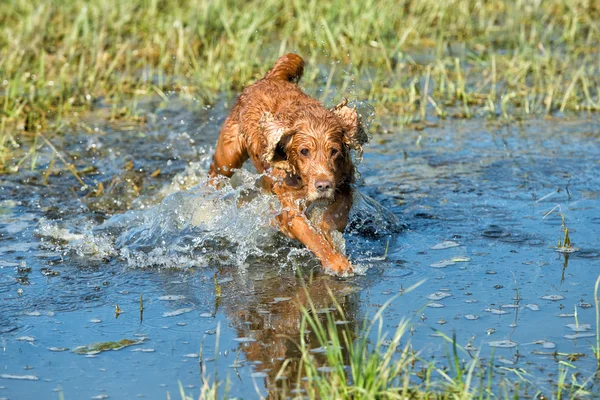 Dog Puppy cocker spaniel playing in the water — Stock Photo, Image