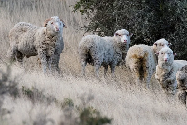 Вівці зграї на фоні трави — стокове фото