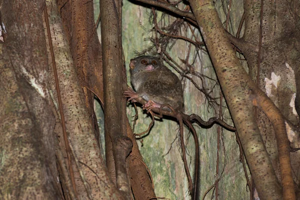 Tarsius indonesischer endemischer kleiner nachtaktiver Affe — Stockfoto