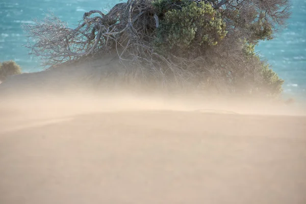 Песчаные дюны пустыни в ветреный день — стоковое фото