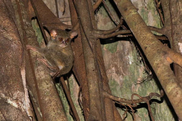 Tarsius indonesian endemic small nocturnal monkey — Stock Photo, Image