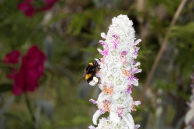 Arı polen çiçek emme