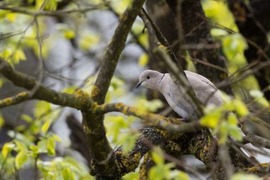 Bir ağaç üzerinde saklandığı süre izole kumru