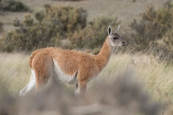 Guanako portrét v Patagonii v Argentině — Stock fotografie