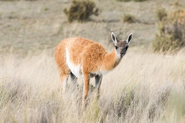 Guanako portrét v Patagonii v Argentině — Stock fotografie