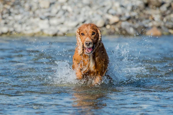 Cane cucciolo cocker spaniel giocare in acqua — Foto Stock