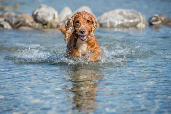 Cão Filhote de cachorro cocker spaniel jogando na água — Fotografia de Stock