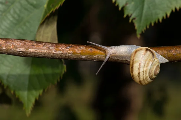 Snigel på en trädgren över grönt blad bakgrund — Stockfoto