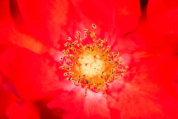 Red Flower pistil macro detail — Stock Photo, Image