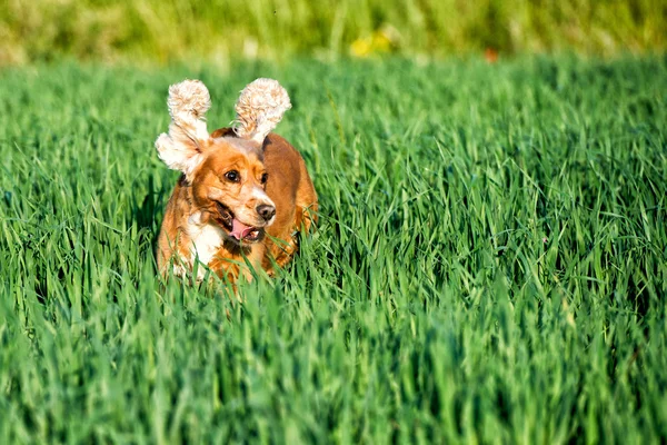 Puppy dog cocker spaniel portrait — Stock Photo, Image