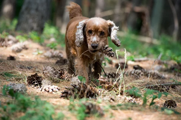 森の背景であなたに実行している幸せな子犬 — ストック写真