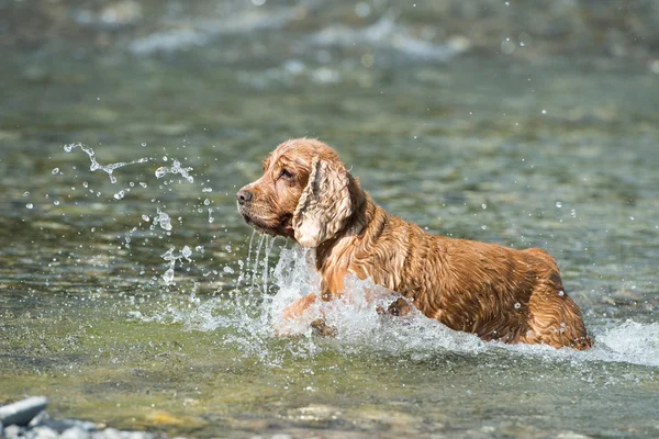 Cachorro perro cocker spaniel jugando en la playa — Foto de Stock