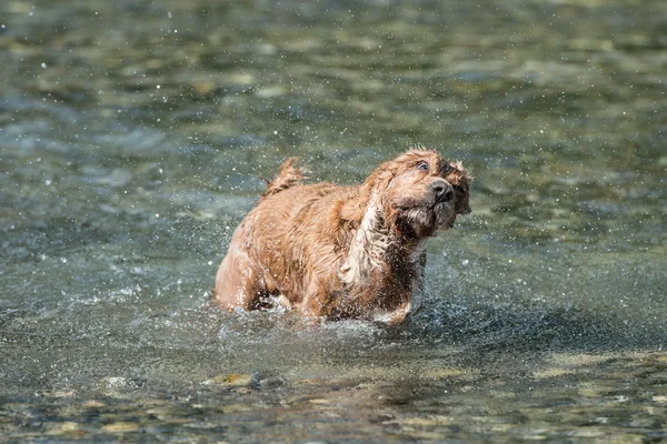 Pies szczeniak cocker spaniel bawiące się w wodzie — Zdjęcie stockowe