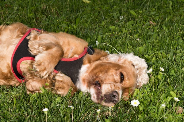 看着你的狗小狗可卡犬肖像 — 图库照片