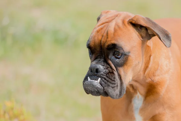 Bebê cão boxer filhote de cachorro na grama verde — Fotografia de Stock