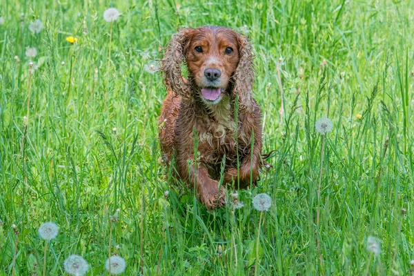 Cachorro cachorro cocker spaniel jumping — Fotografia de Stock