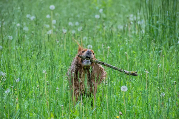 Pies szczeniak cocker spaniel skoki — Zdjęcie stockowe