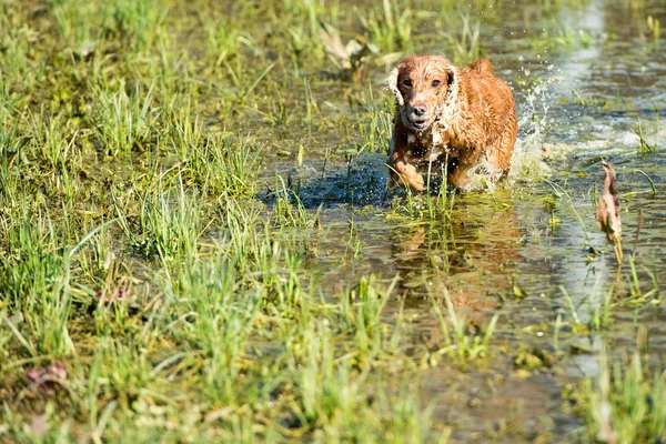 Dog puppy cocker spaniel jumping — Stock Photo, Image