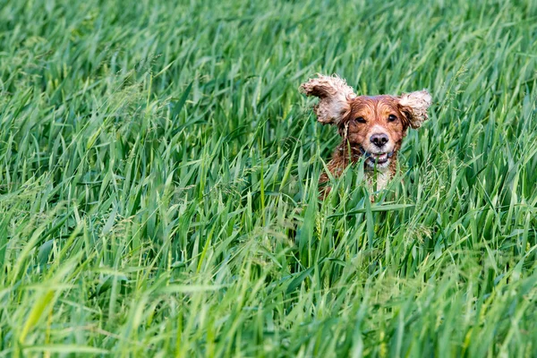 Hundvalp cocker spaniel hoppning — Stockfoto