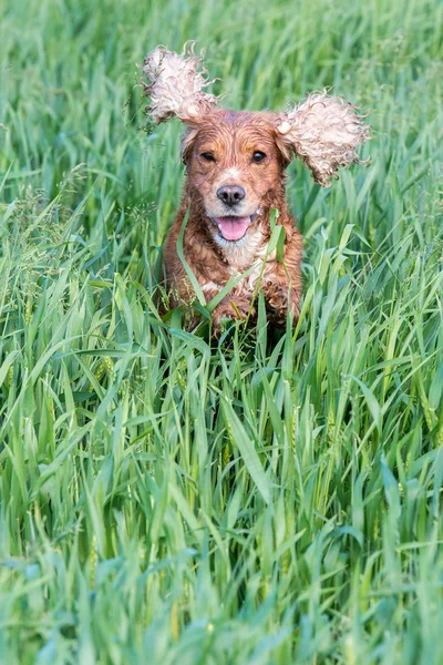 Άλμα το σκυλί κουτάβι Κόκερ Σπάνιελ — Φωτογραφία Αρχείου