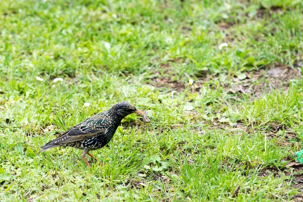 Oiseau étourdissant mangeant un ver — Photo