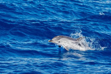 Derin mavi denize atlama sırasında yunuslar