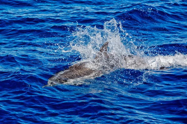 Delfines mientras saltan en el mar azul profundo — Foto de Stock