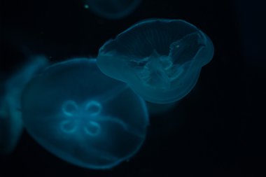 jellyfish isolated on black
