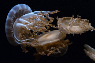 jellyfish isolated on black