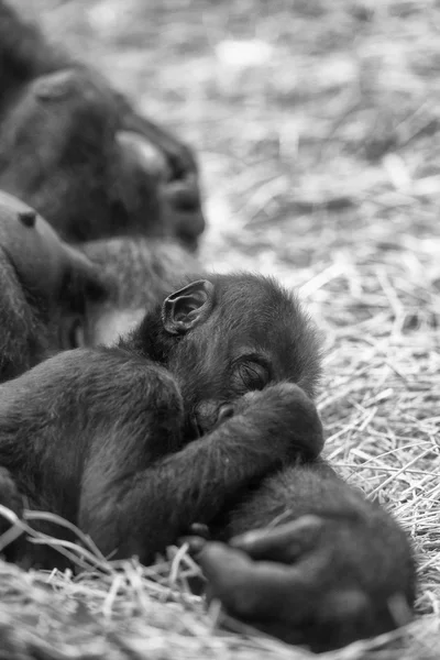 Baby gorilla sleeping on mother — Stock Photo, Image