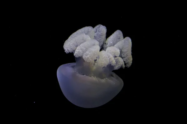 Meduse isolate su nero — Foto Stock