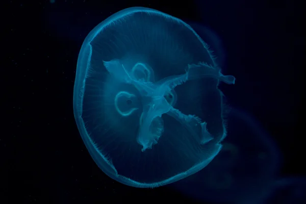 Meduse isolate su nero — Foto Stock