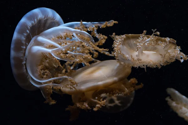 Medusas isoladas em preto — Fotografia de Stock