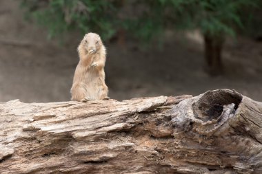 Sana bakmak süre praire köpek portre