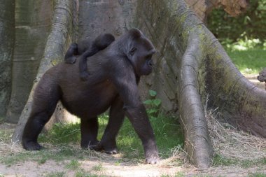 Anne üzerinde uyuyan bebek goril