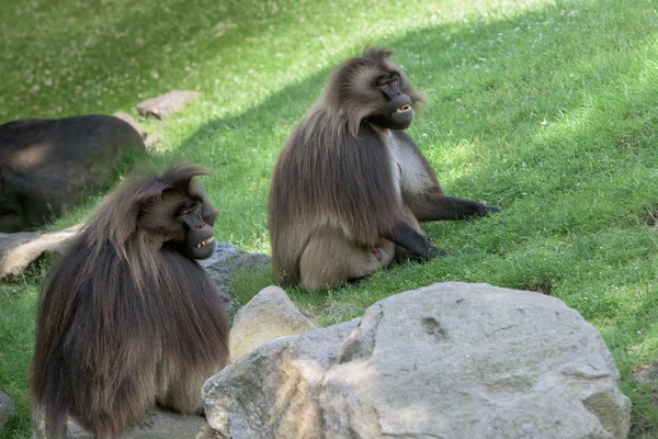 Gel babouin singe singe portrait — Photo