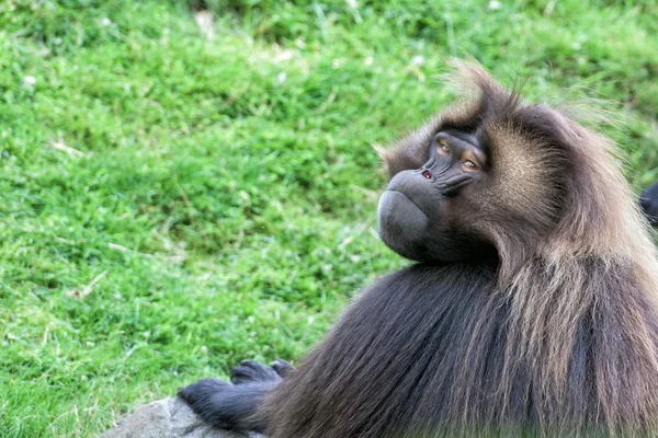 Gelada 비비 원숭이 원숭이 초상화 — 스톡 사진