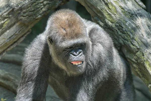 Gorillan ape monkey närbild porträtt — Stockfoto