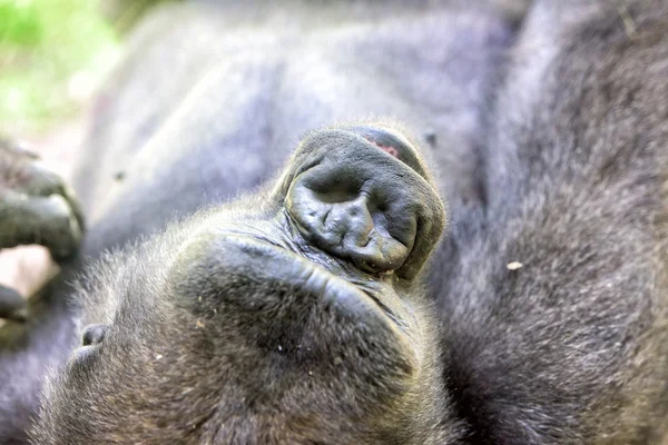 Gorilla ape monkey close up portrait — Stock Photo, Image
