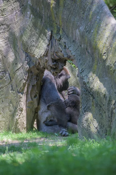 Bebé gorila durmiendo en madre — Foto de Stock