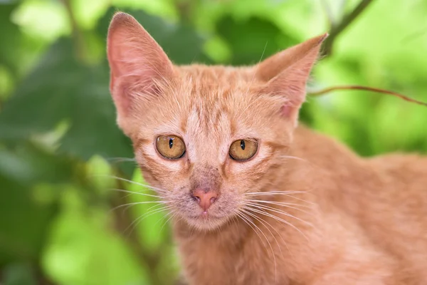 Nyfödd Baby katt medan gömmer sig — Stockfoto