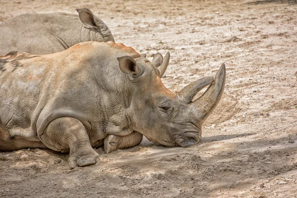 Afrikanisches Breitmaulnashorn-Porträt beim Entspannen — Stockfoto