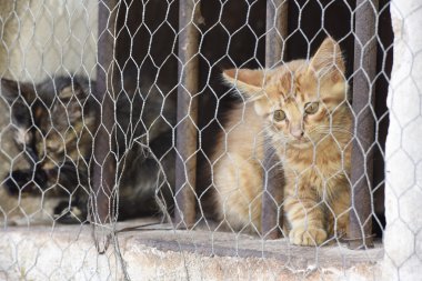 Yeni doğan bebek kedi saklandığı süre