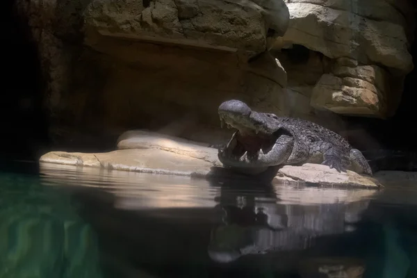 Portrait bouche grand ouvert crocodile — Photo