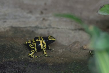 Tropik yağmur ormanı küçük kurbağa